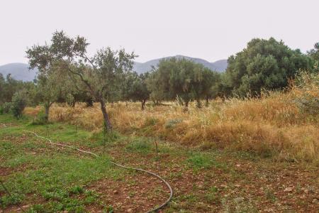 West Athens plot 8.000 sq.m for sale